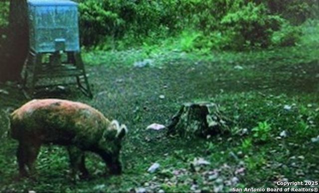 2581 Patterson Creek Road, Leakey, TX 78873