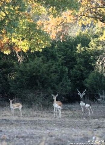 2581 Patterson Creek Road, Leakey, TX 78873