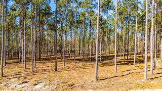 0013 Big Buck Drive, Moscow, TX 75960