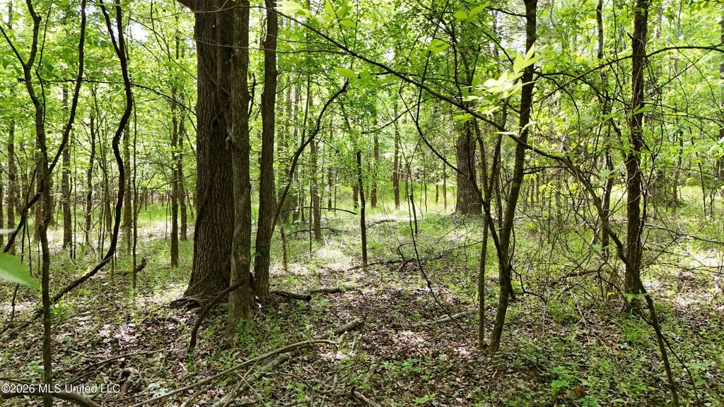 300 Beechwood Drive, Como, MS 38619 — photo 3