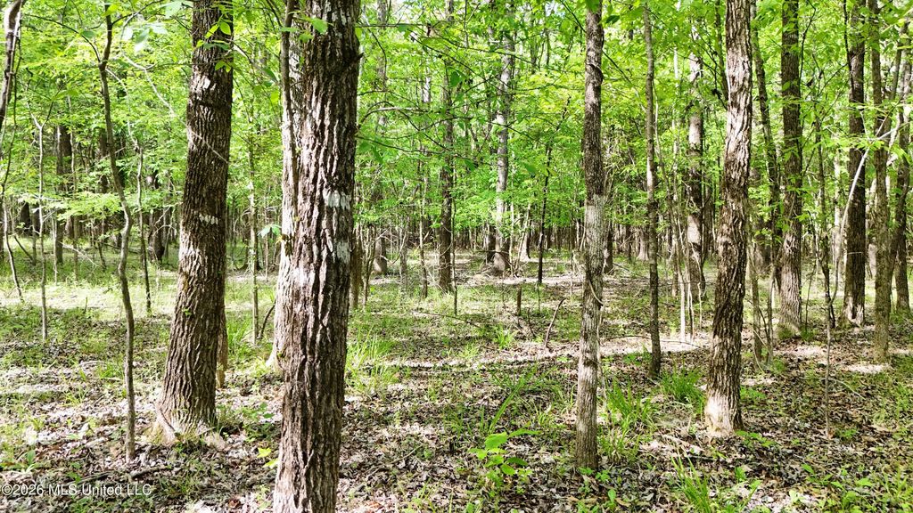 300 Beechwood Drive, Como, MS 38619 — photo 4