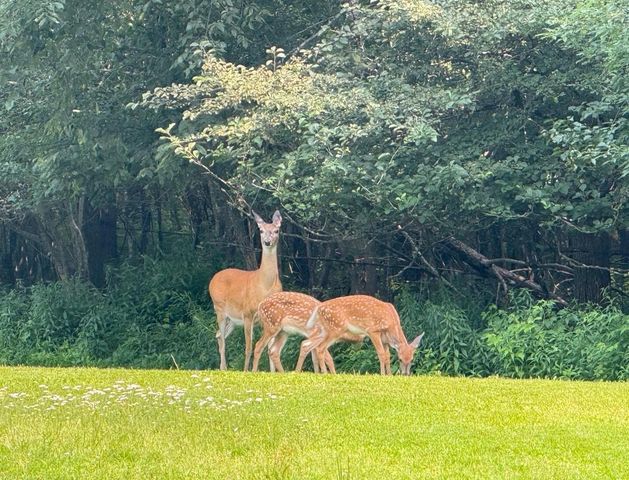 N9076 BRIDGE ROAD, Phillips, WI 54555