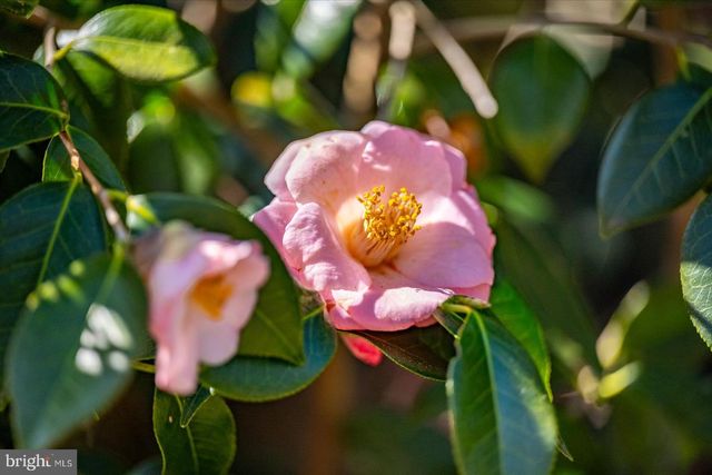 27980 PEMBERTON, Salisbury, MD 21801