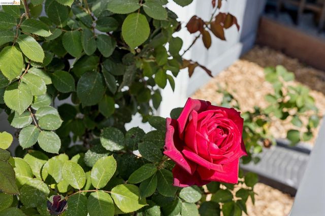 812 37Th St, Oakland, CA 94608