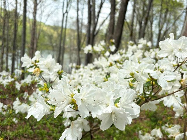 251 Walnut Rd, Blairsville, GA 30512