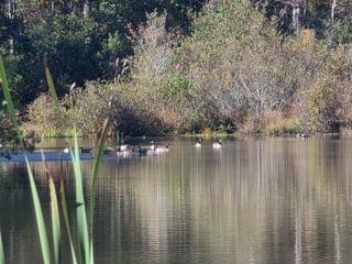 3644 Lake Marston Drive, Orangeburg, SC 29118