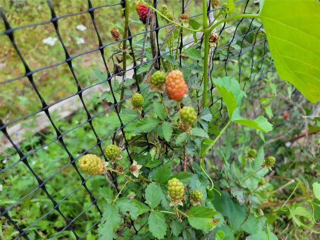 13534 Walker Road, Conroe, TX 77302