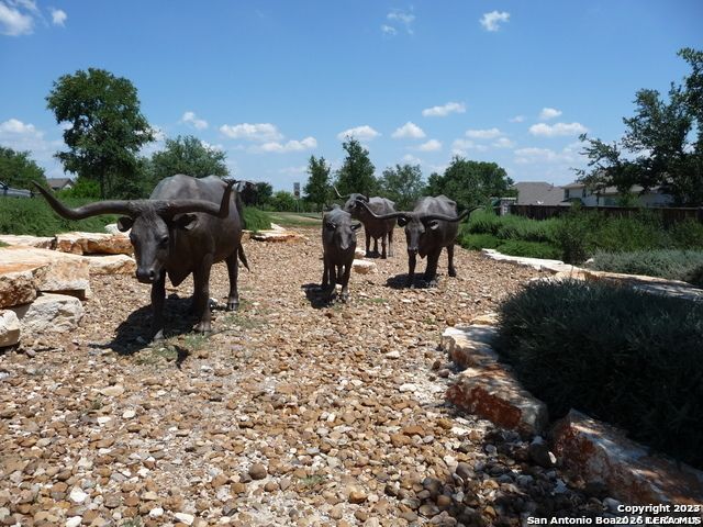 713 Brown Thrasher, San Antonio, TX 78253