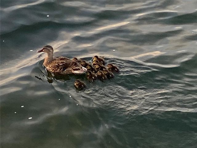 6035 SEA RANCH DRIVE 204, Hudson, FL 34667