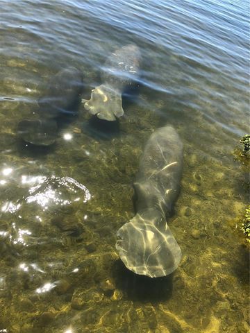 6035 SEA RANCH DRIVE 204, Hudson, FL 34667