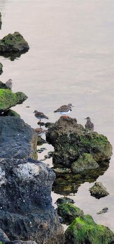 6035 SEA RANCH DRIVE 204, Hudson, FL 34667