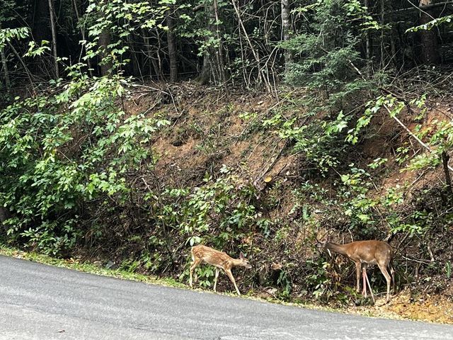 9 Dover Falls Trail, Ellijay, GA 30540