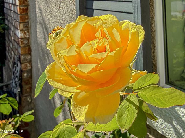 246 Via Felicia, Newbury Park, CA 91320