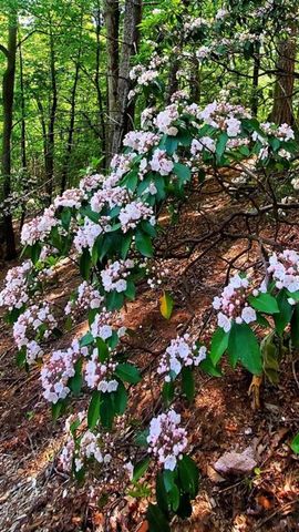 LOT 3 Gold Ridge Trail, Cherry Log, GA 30522