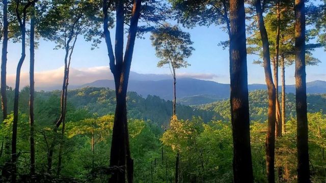 LOT 3 Gold Ridge Trail, Cherry Log, GA 30522