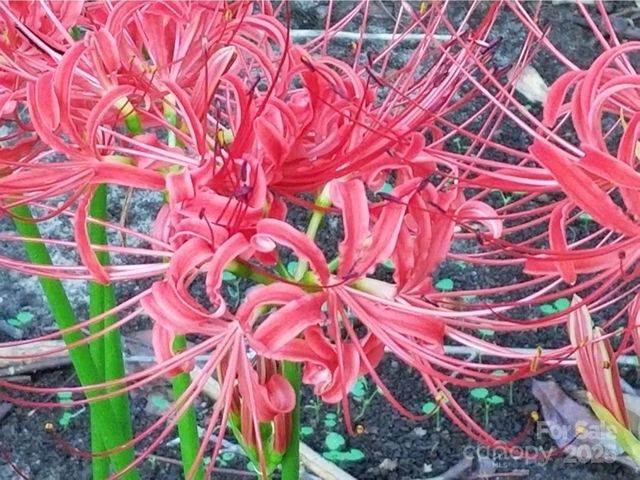 3333 Roberta Road, Concord, NC 28027