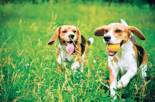 40 Loons Call 118, Plymouth, MA 02360