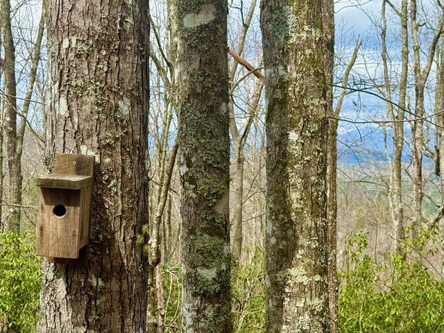 3.06 Ac Ridgeline Drive, Brasstown, SC 29802