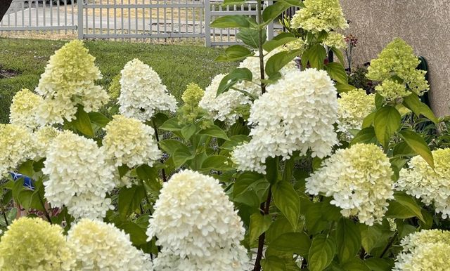 3975 Wilson Ave, Castro Valley, CA 94546