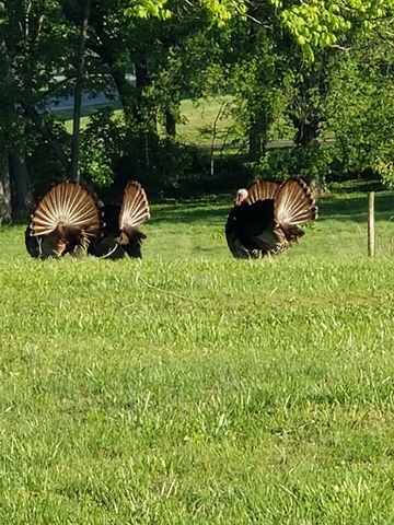 520 Peterson Ln, Clarksville, TN 37040