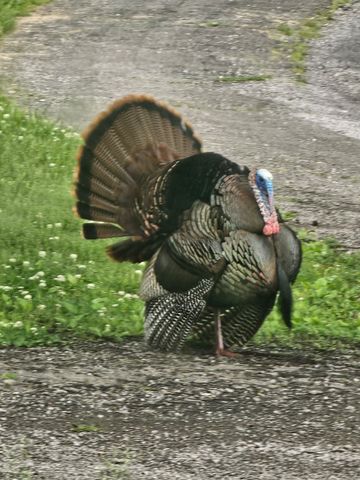 520 Peterson Ln, Clarksville, TN 37040