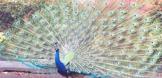 84-680 Kili Drive A703, Waianae, HI 96792