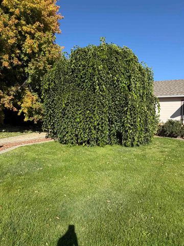 760 Jasper Drive, Fruita, CO 81521