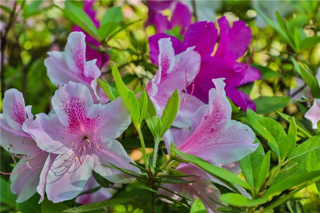 212 Middleton Shores Drive, Anderson, SC 29621