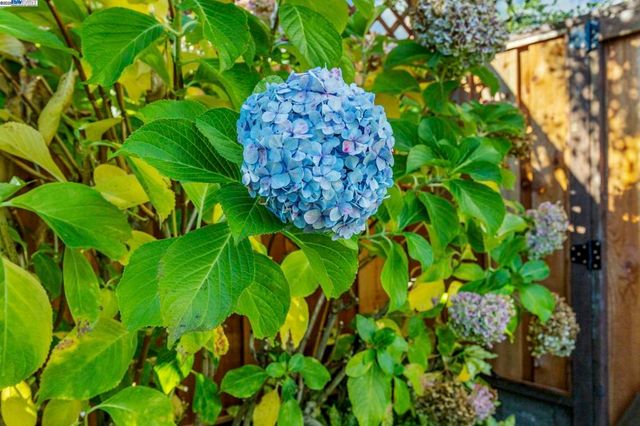 2461 2461 Trenton Dr, San Bruno, CA 94066