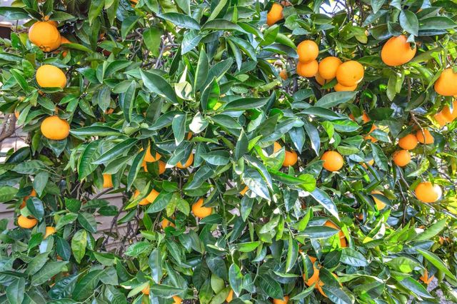 2220 Grove St, Sonoma, CA 95476