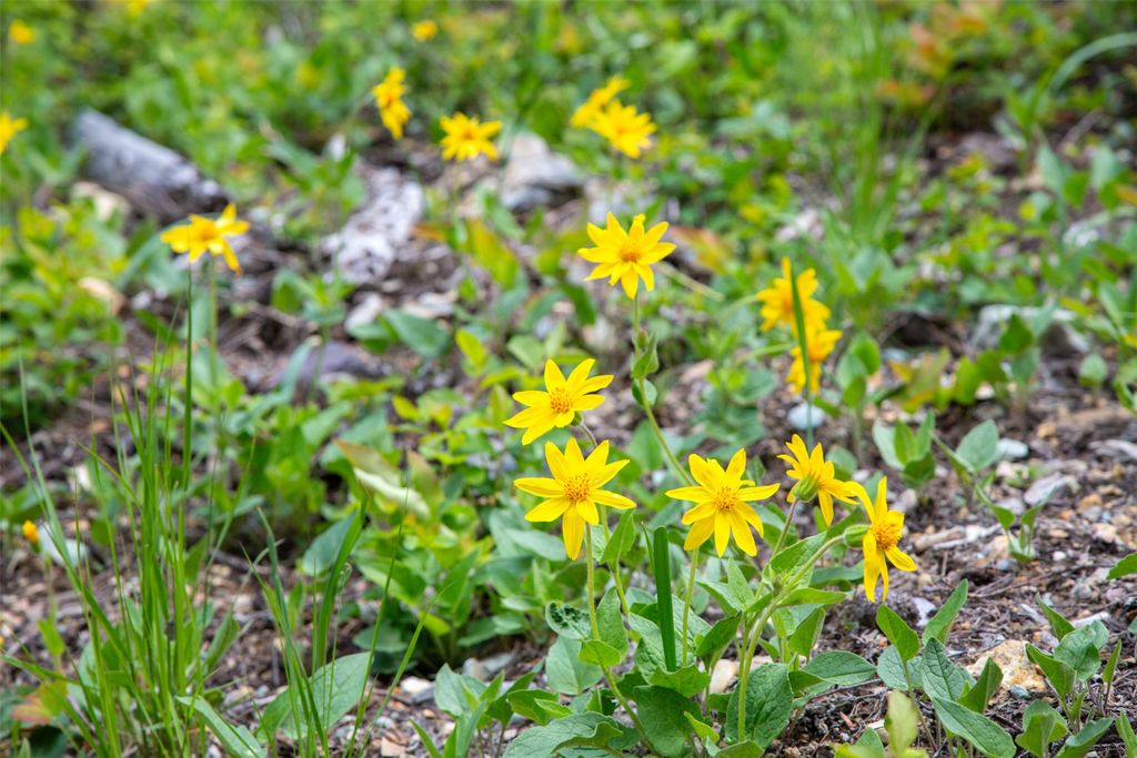 2290 Mountain Home Road, Whitefish, MT 59937 photo 48