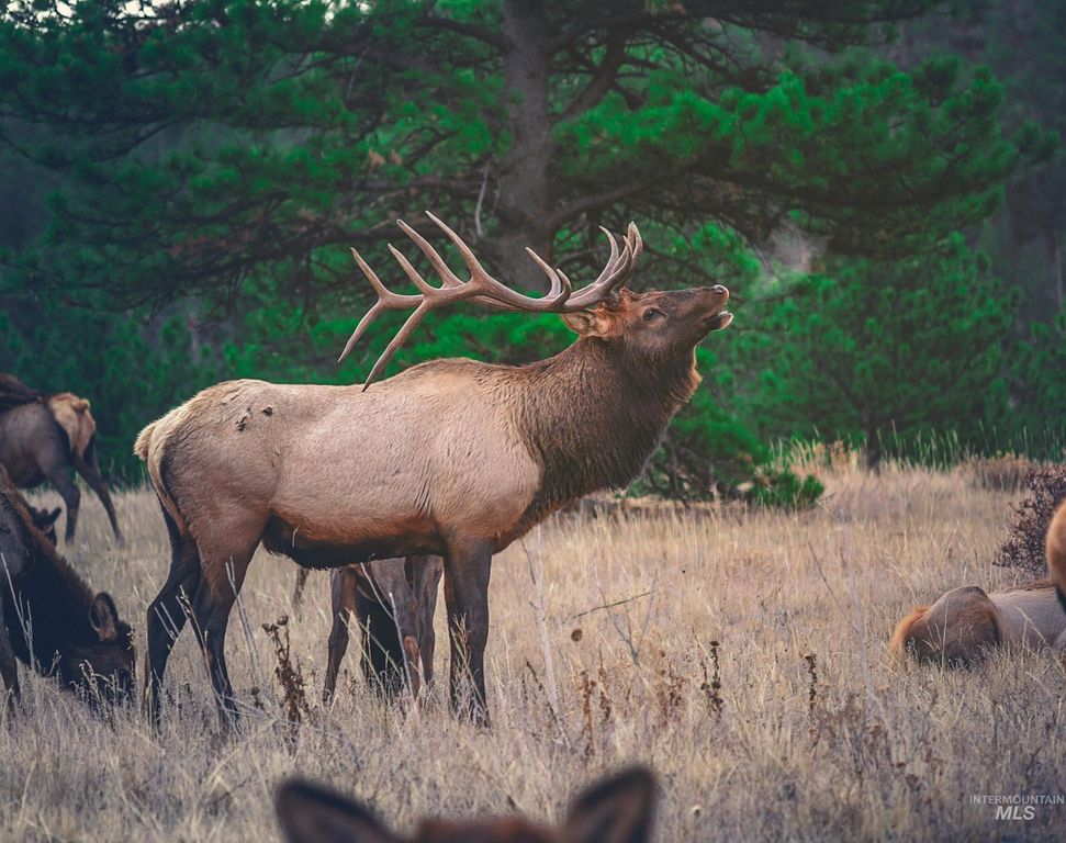 TBD Tbd, CottonWood, ID 83522 photo 18