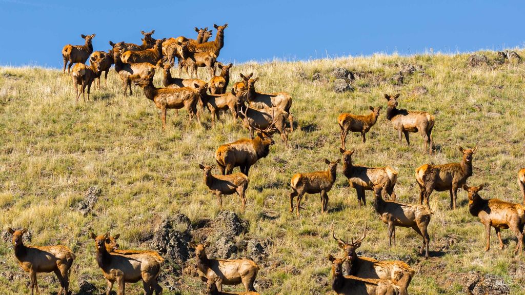 TBD Tbd, CottonWood, ID 83522 photo 27