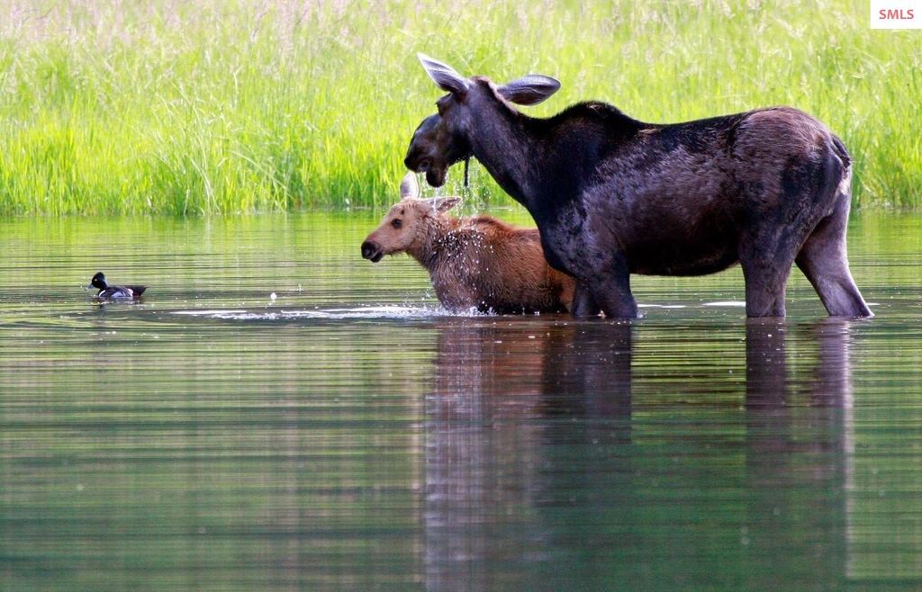 5 Crystal Springs Road, Sandpoint, ID 83864 photo 70