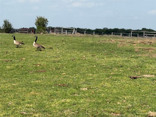 41.72 acres Brumelow Road, Whitesboro, TX 76273