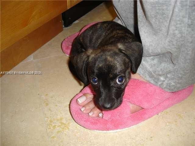 6450 Collins Ave 703, Miami Beach, FL 33141