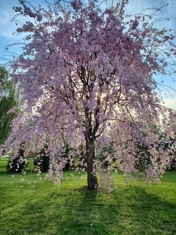 83 Harts Pl Drive, Somerset, KY 42501