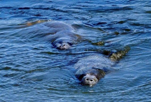 4405 MOUNT VERNON DRIVE, Bradenton, FL 34210