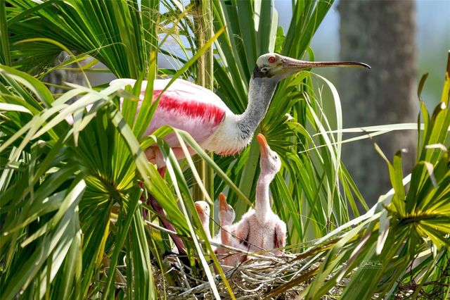 4405 MOUNT VERNON DRIVE, Bradenton, FL 34210