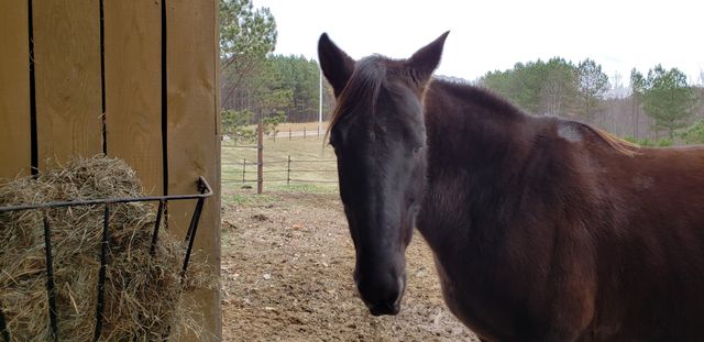 1085 Thunder Ridge Dr, South Pittsburg, TN 37380