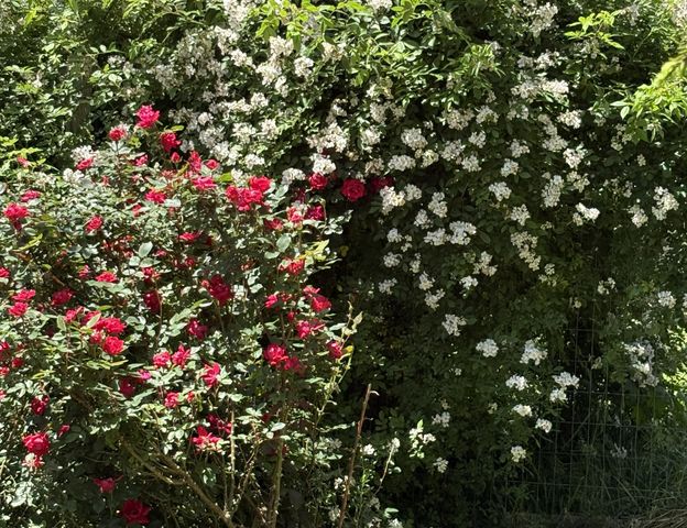 2208 Poe Road, Soddy Daisy, TN 37379