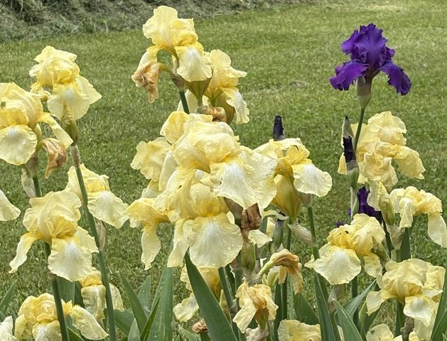 2208 Poe Road, Soddy Daisy, TN 37379