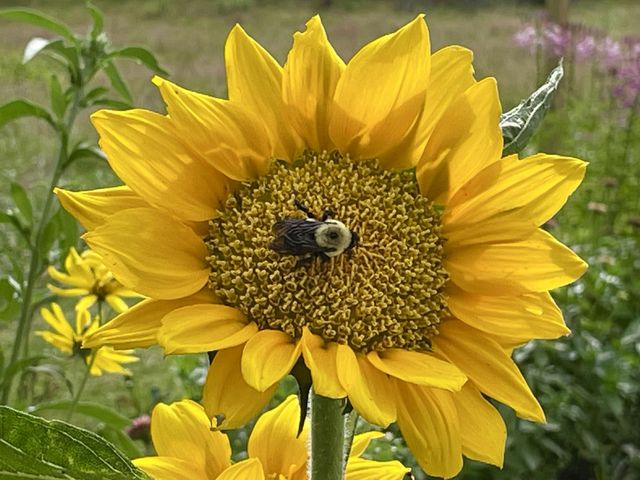 2208 Poe Road, Soddy Daisy, TN 37379