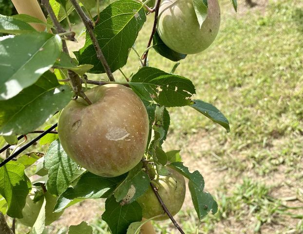 2208 Poe Road, Soddy Daisy, TN 37379