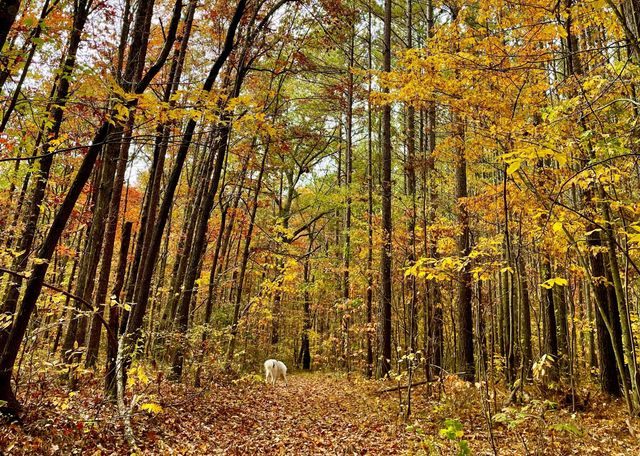 2208 Poe Road, Soddy Daisy, TN 37379