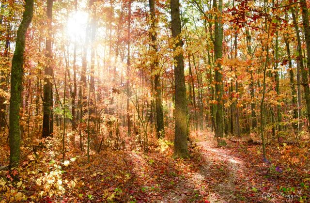 2208 Poe Road, Soddy Daisy, TN 37379