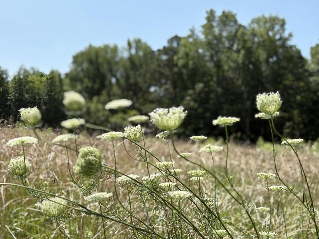 2208 Poe Road, Soddy Daisy, TN 37379