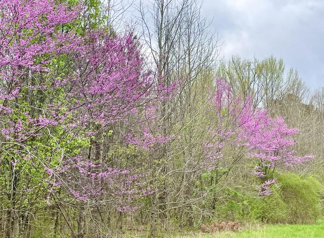 2208 Poe Road, Soddy Daisy, TN 37379