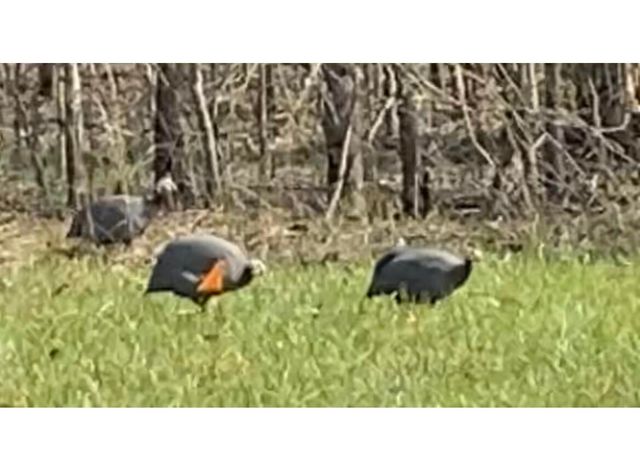 2208 Poe Road, Soddy Daisy, TN 37379