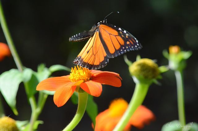 2208 Poe Road, Soddy Daisy, TN 37379